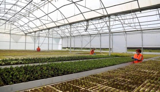 Skema Kombetare ne bujqesi: AZHBR njofton per uljen e vijes se financimit